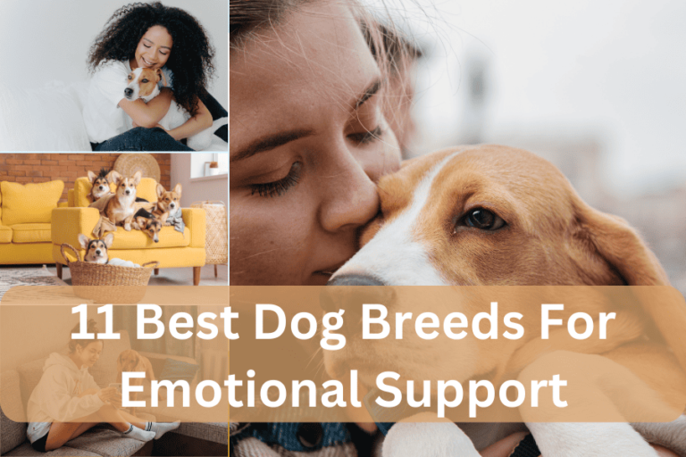11 Cutest & Best Dog Breeds For Emotional Support That Will Make You Want To Go Out And Get One